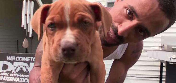 Giant Pit Bull Has Puppies And It S All Kinds Of Wrong The Dodo