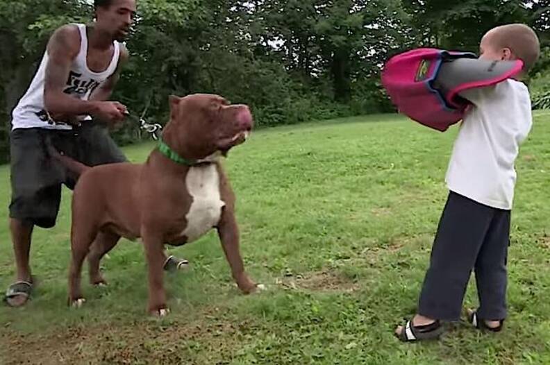 Giant Pit Bull Has Puppies And It S All Kinds Of Wrong The Dodo