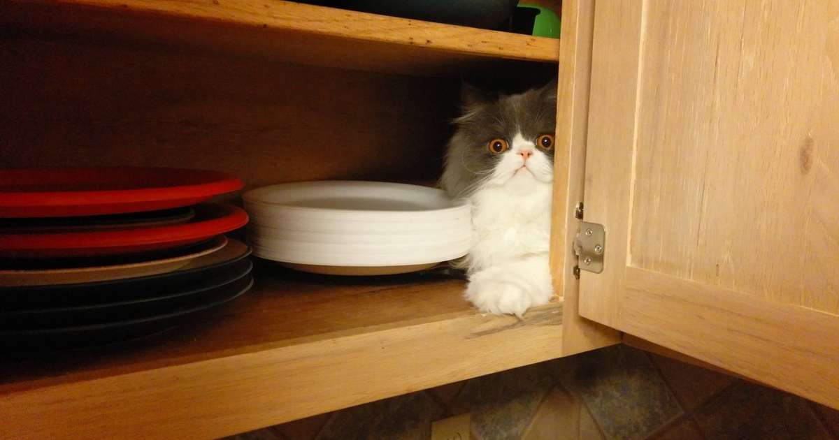 21 Reasons We Can't Help But Love Our Cats — Even When They're Jerks