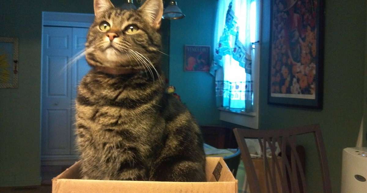 21 Reasons We Can't Help But Love Our Cats — Even When They're Jerks