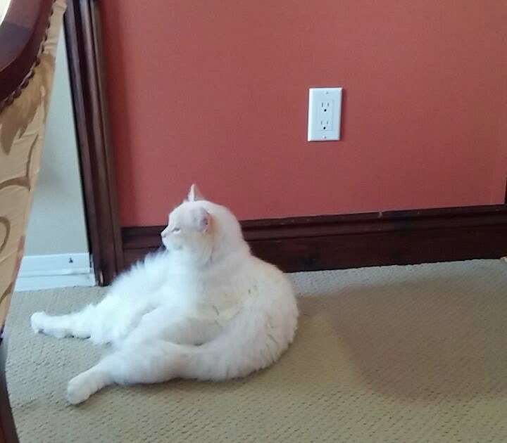 21 Reasons We Can't Help But Love Our Cats — Even When They're Jerks