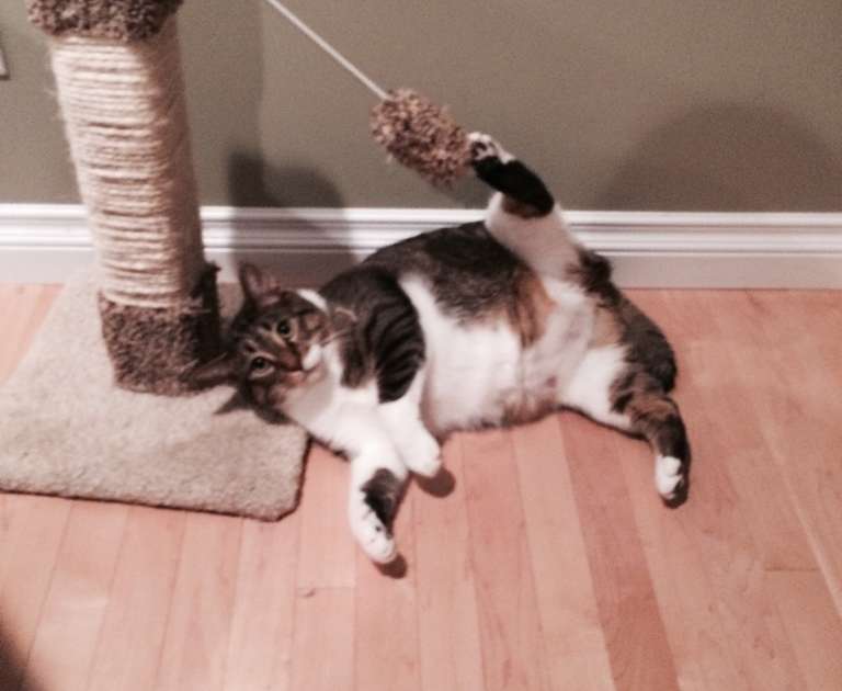 21 Reasons We Can't Help But Love Our Cats — Even When They're Jerks