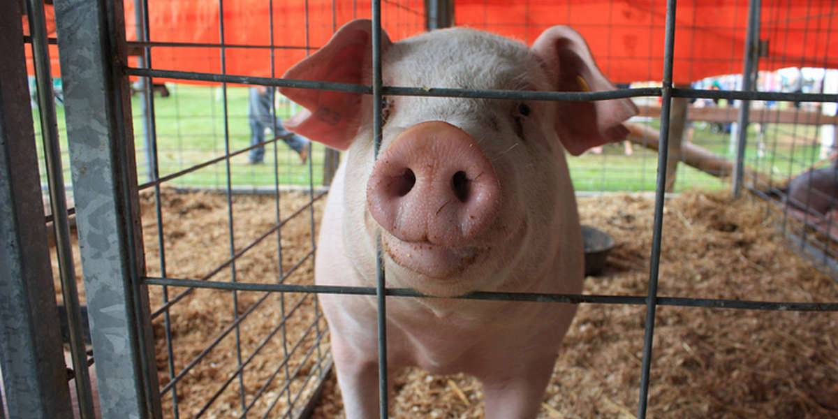 Tyson Drops Pig Farm After Animal Abuse Allegations - The Dodo