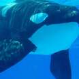 TiliLeaks: Exclusive Documents Reveal SeaWorld's Reckless History With Tilikum