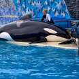 An Alternative to Orca Captivity: Monitored Freedom