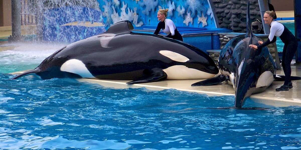 An Alternative to Orca Captivity: Monitored Freedom - The Dodo