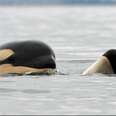 The Birth, Death And Fate Of Newborn Orca Calves