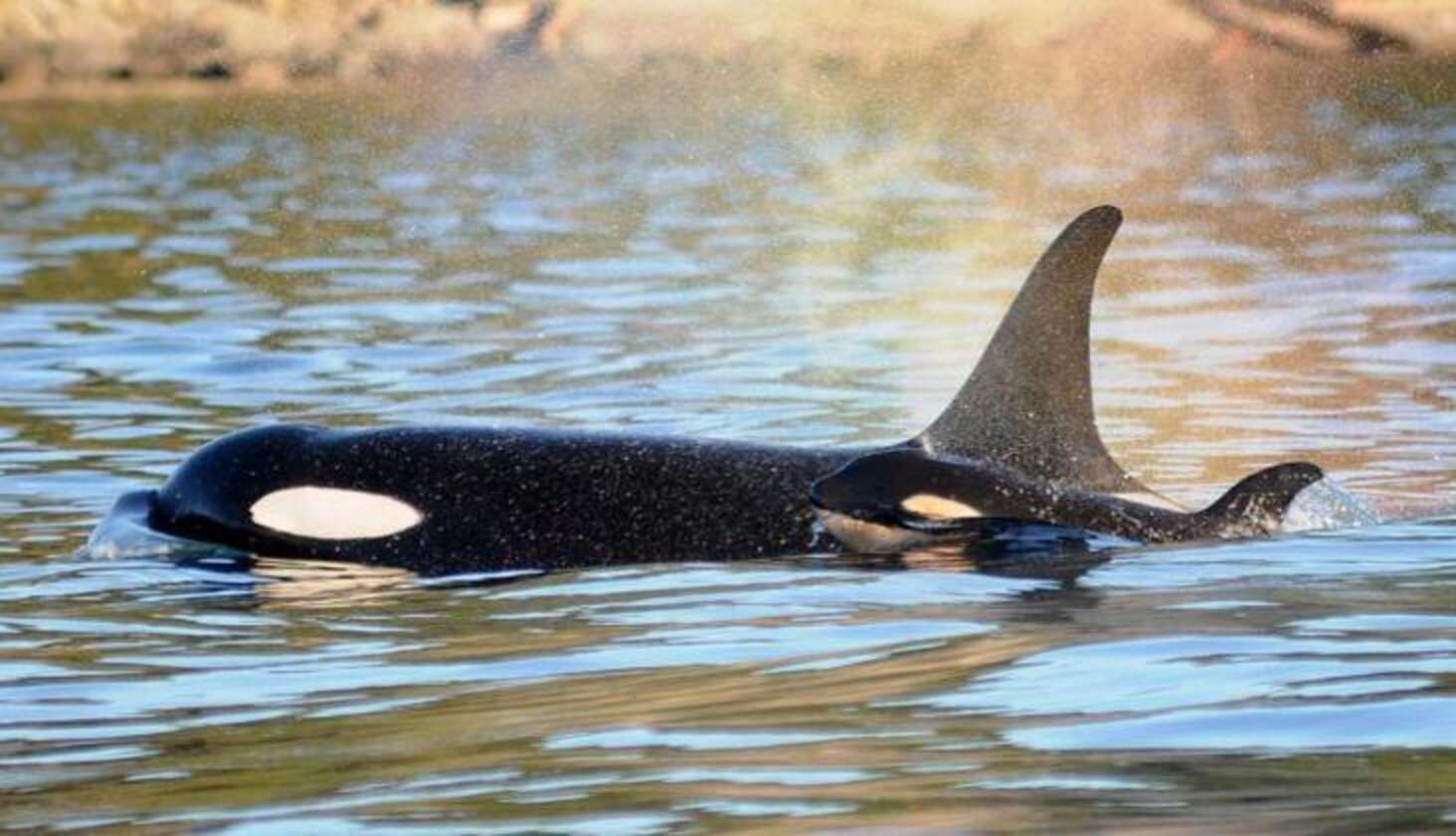 The Birth, Death And Fate Of Newborn Orca Calves - The Dodo