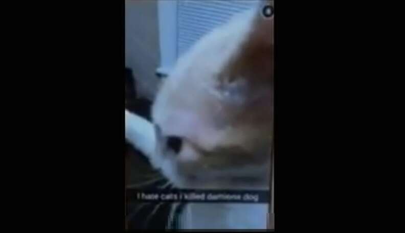 Man Films Himself Throwing Young Cat At Wall, Snapchat Gets Him ...