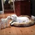Puppy Can't Even Believe He Just Found A Baby Goat