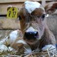 Tiniest Cow Rescued From Auction Is So Loved Now