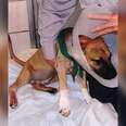 Abused Pit Bull Will Never Have To See His Owner Again