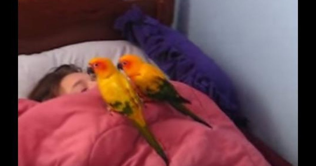 do birds sounds sleep or wake