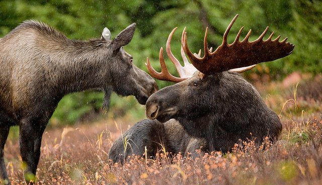 common moose predators common moose predators