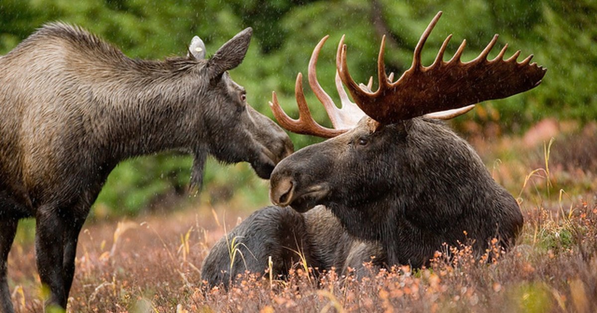 Hunters Kill Too Many Moose And Blame It On Other Animals The Dodo