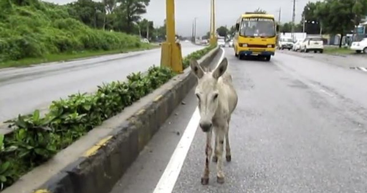 Donkey Hit By A Car Was Too Scared To Move - The Dodo