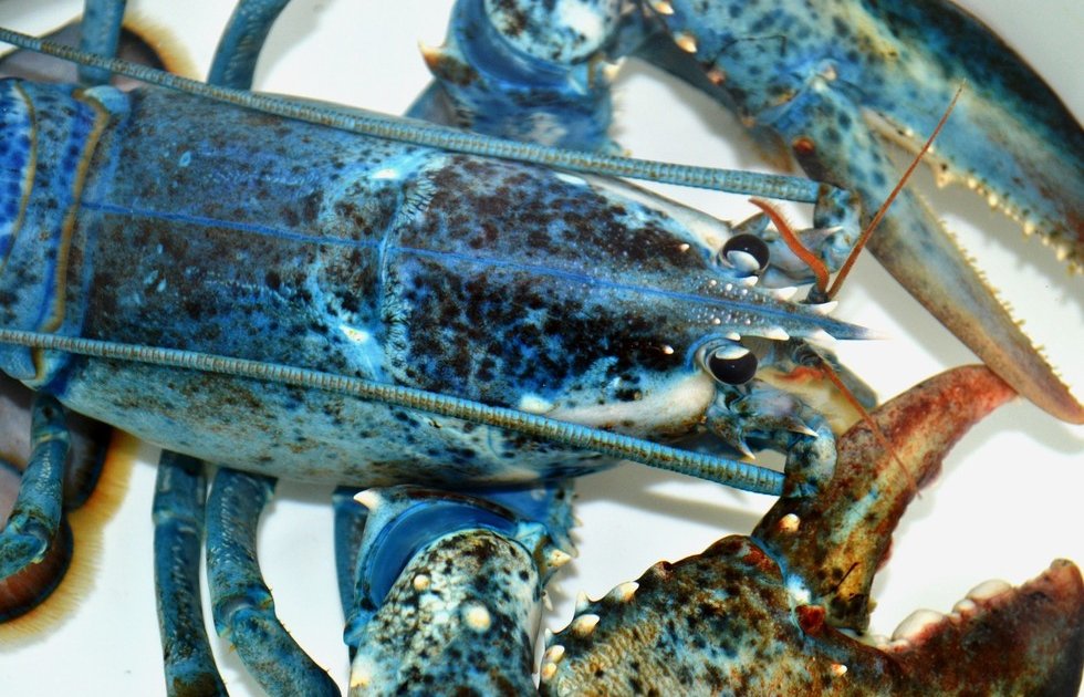 Toby The Electric Blue Lobster Finds A Home At The National Aquarium