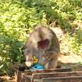 After Years In Labs, Monkeys Can Live Free And Peacefully