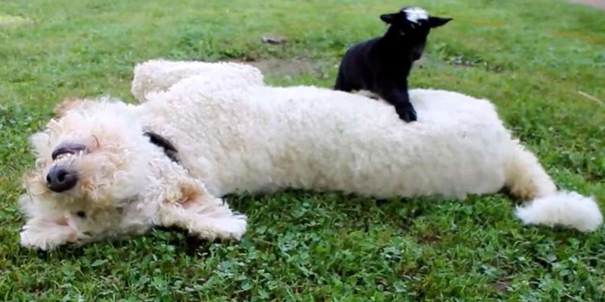 Tiny Baby Goat Bravely Attempts To Climb Over Sleeping Dog - The Dodo