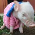 16 Cozy Animals In Their Snug Little Sweaters