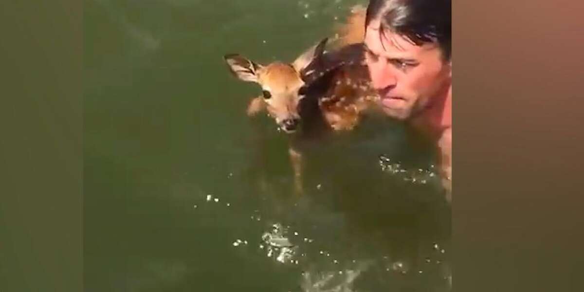 Guy Dives Into Lake To Save A Baby Deer The Dodo