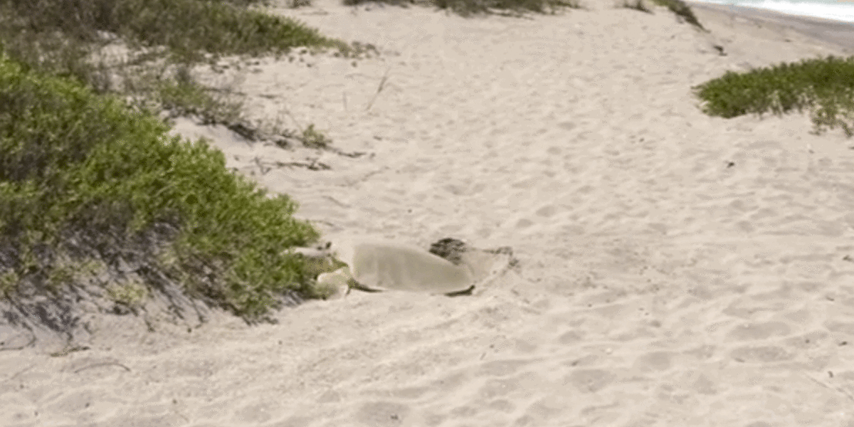 World's Rarest Sea Turtle Filmed Nesting On Florida Beach - The Dodo