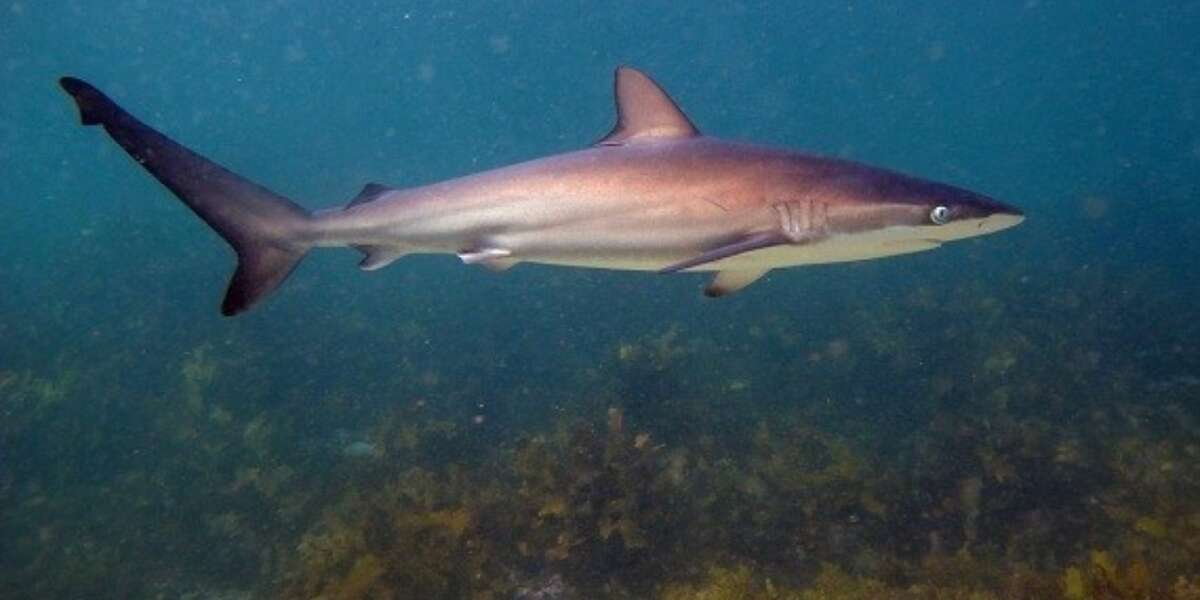 Off The Hook: Why Dusky Sharks Need Us Now - The Dodo