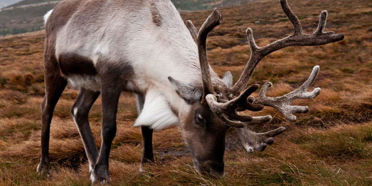 What's Killing Off The World’s Reindeer? - The Dodo