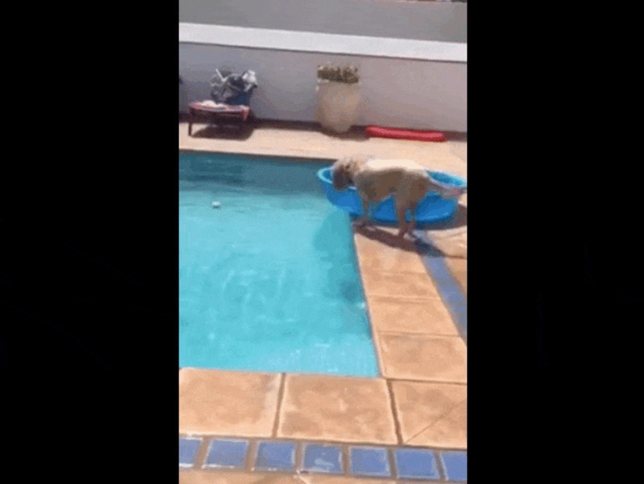 Genius Dog Fetches Ball From Pool — Without Getting Wet The Dodo