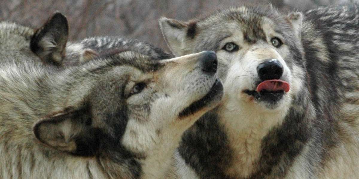 Study Suggests That Wolves Can Communicate With One Another Using Only ...