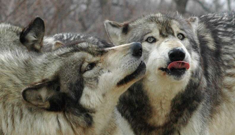 Study Suggests That Wolves Can Communicate With One Another Using Only ...