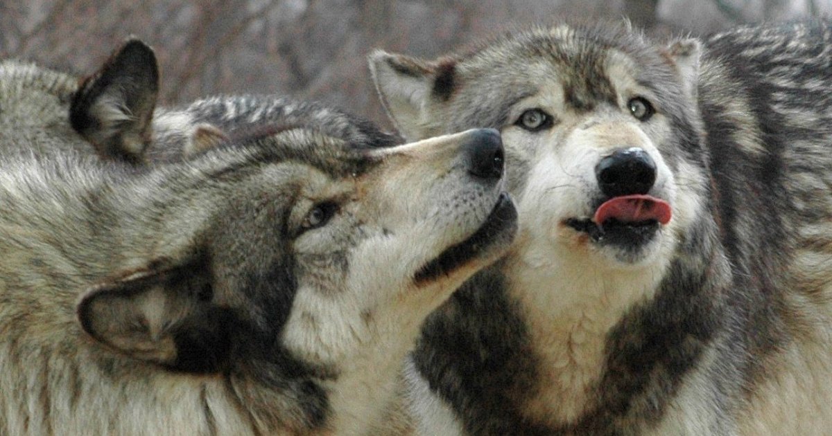 Study Suggests That Wolves Can Communicate With One Another Using Only ...