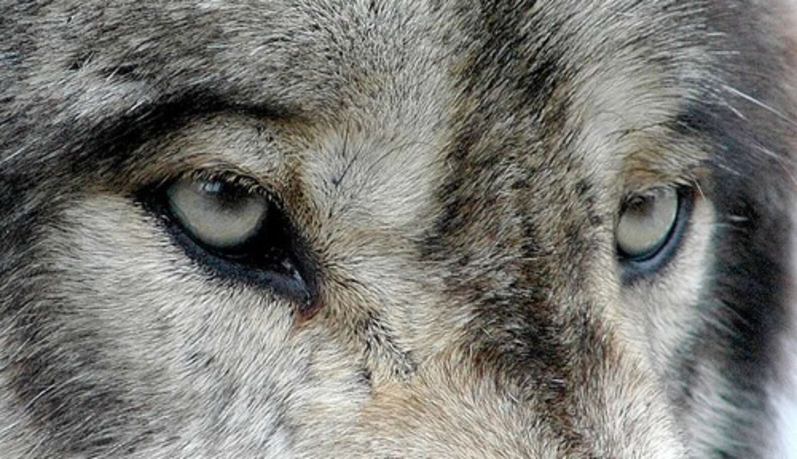 Study Suggests That Wolves Can Communicate With One Another Using Only ...