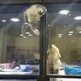 Kitten Climbs Pet Store Display To Play With Lonely Puppy