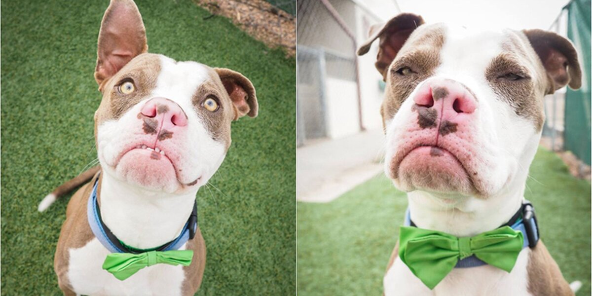 Photo Helps Dog With Grumpy Face Find A Home - The Dodo