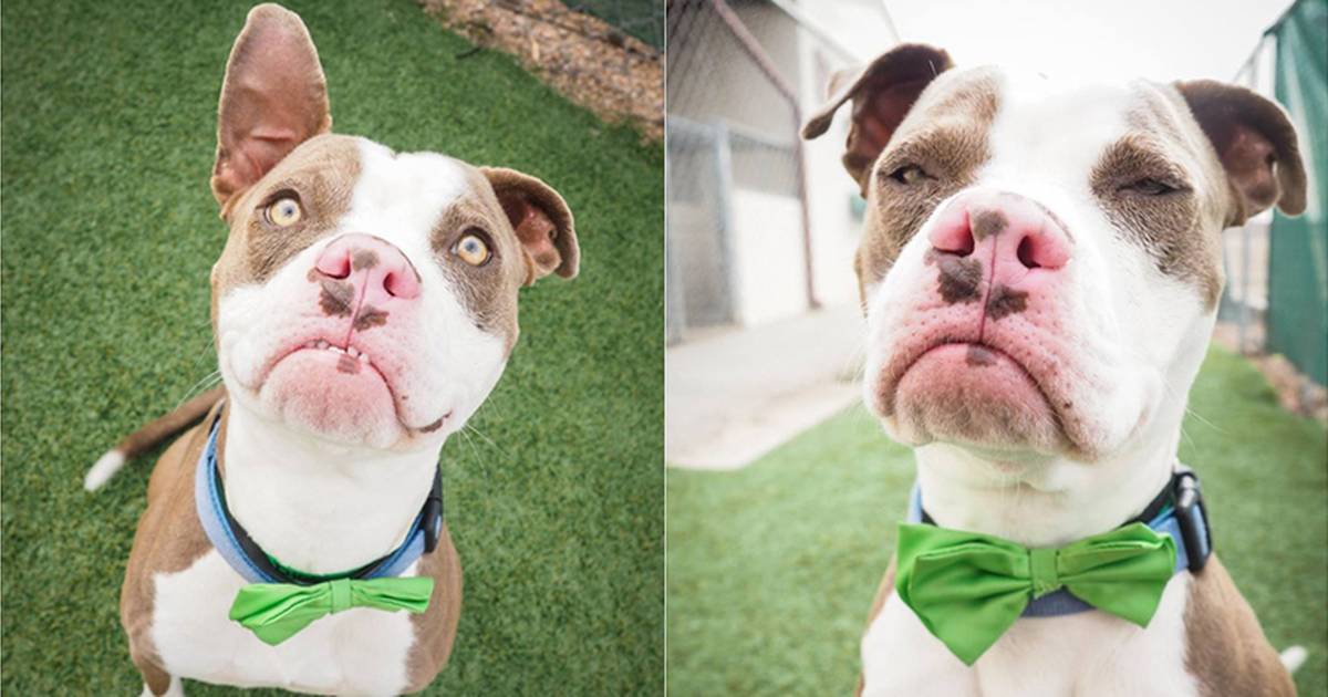 pitbull with down syndrome