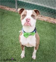 Dog with a grumpy face at his photo shoot