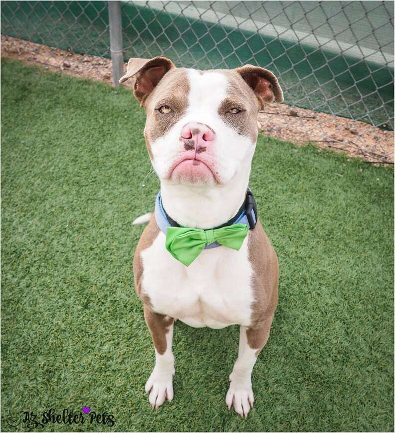 Dog with a grumpy face at his photo shoot