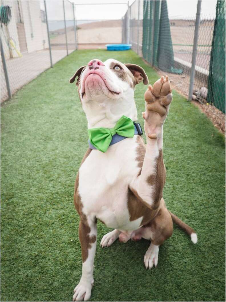 Dog with a grumpy face at his photo shoot