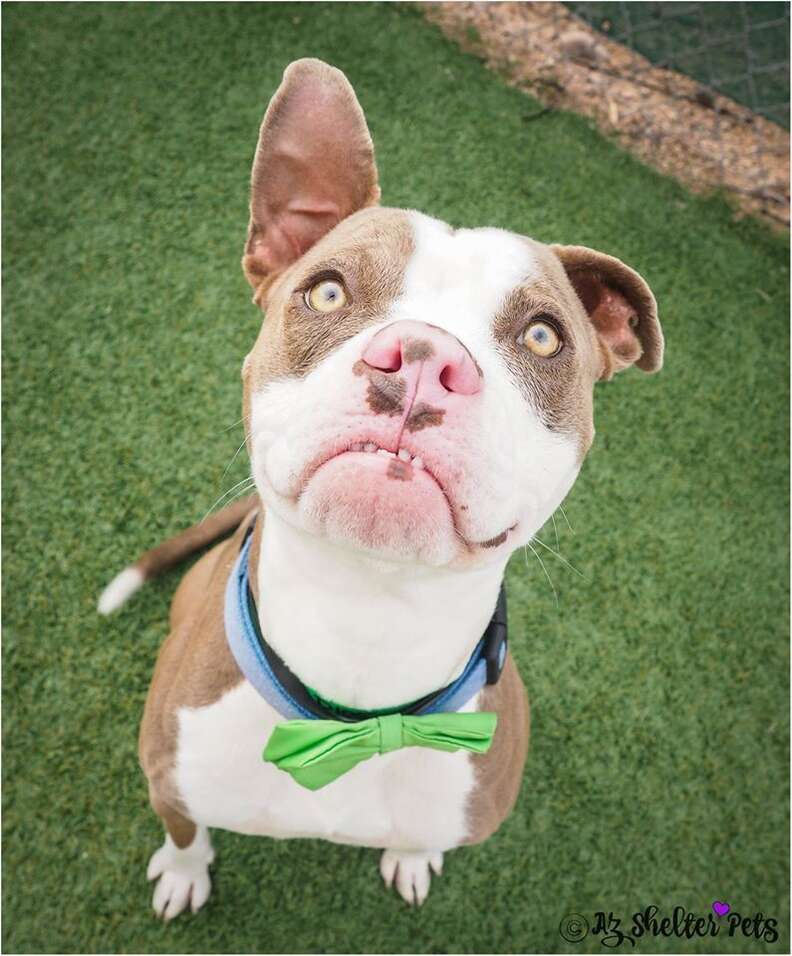 Dog with a grumpy face at his photo shoot