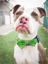 Dog with a grumpy face at his photo shoot