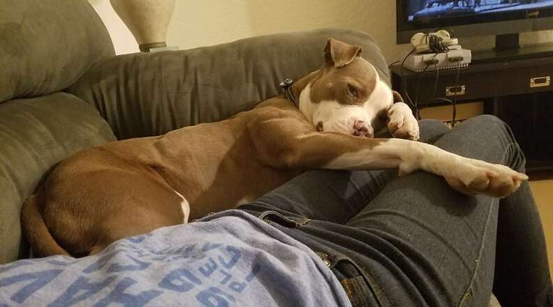 Dog with grumpy face on the couch