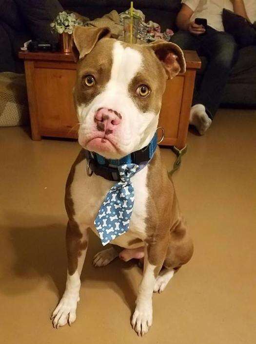 Photo Helps Dog With Grumpy Face Find A Home - The Dodo