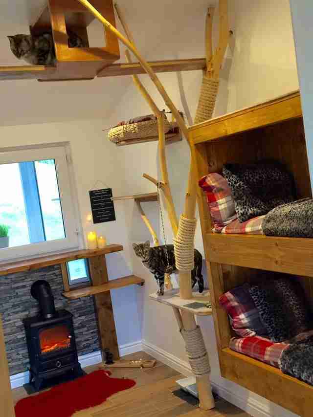 Luxury Cat Hotel Is Everything Your Cat Ever Dreamed Of The Dodo