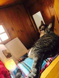 Luxury Cat Hotel Is Everything Your Cat Ever Dreamed Of - The Dodo