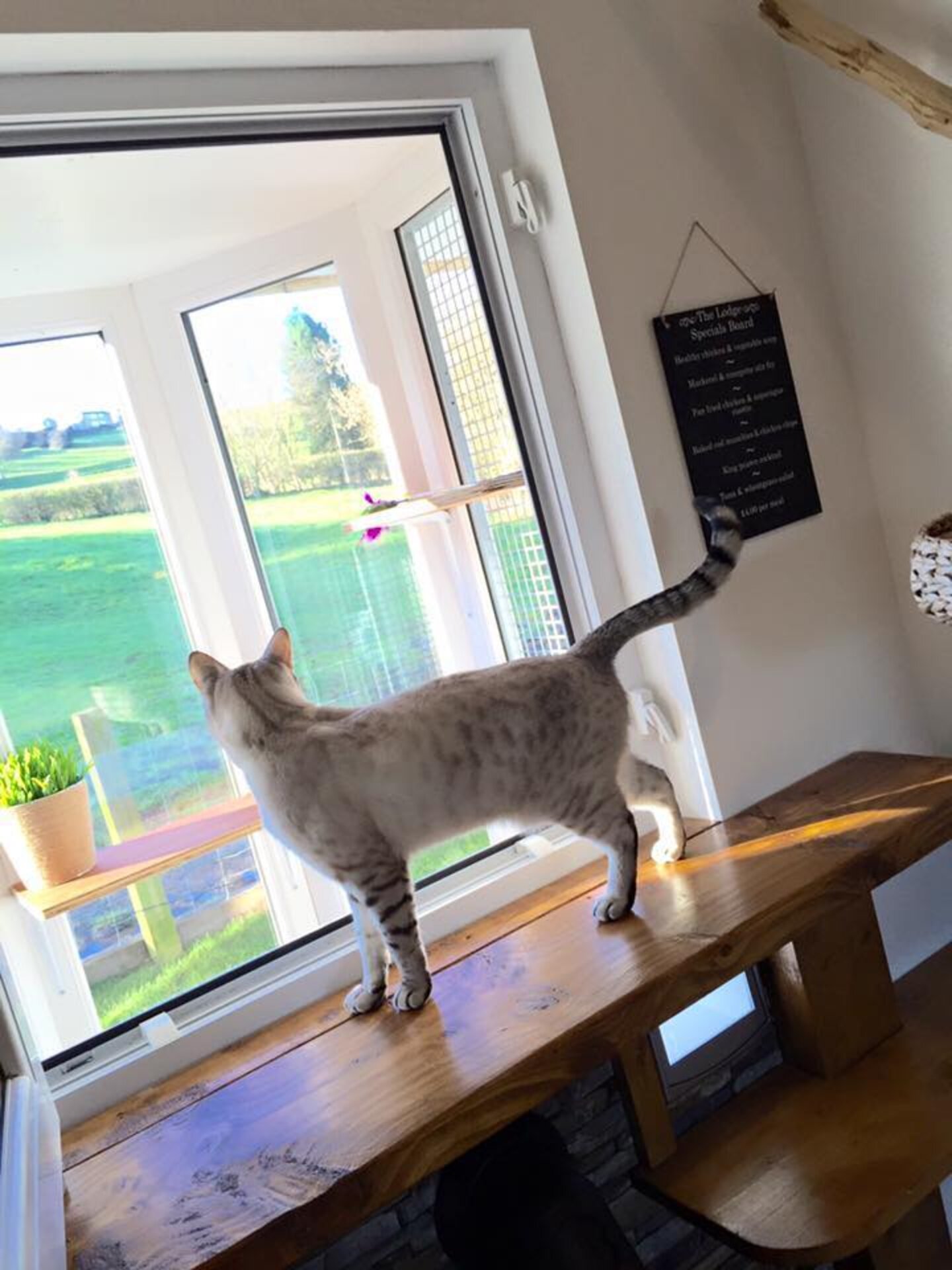 Luxury Cat Hotel Is Everything Your Cat Ever Dreamed Of The Dodo