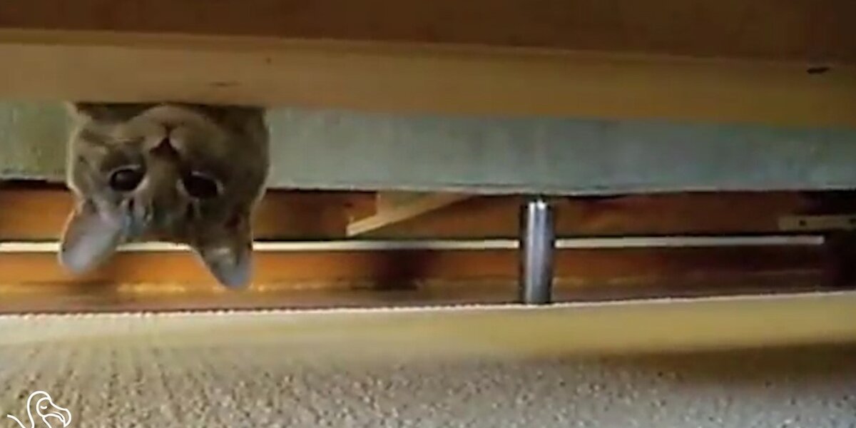 WATCH: Cats Who Are Actually Spies - The Dodo