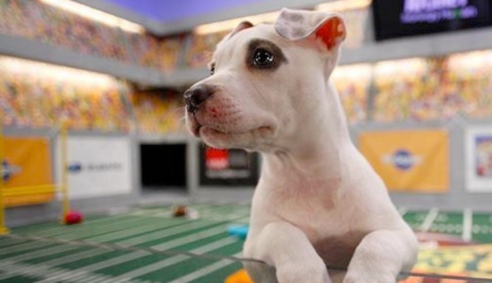 Everything You Need To Know About The Puppy Bowl, In Photos - The Dodo