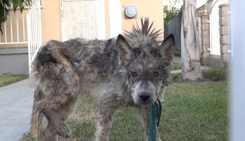 Irish wolfhound and wolf hot sale mix