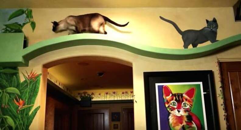 Peter cohen cat hot sale house